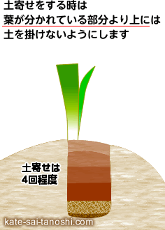 土寄せをする時は葉が分かれている部分より上には土を掛けないようにします 土寄せは4回程度