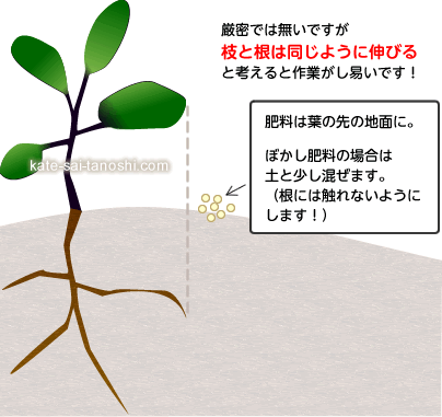 厳密では無いですが枝と根は同じように伸びると考えると作業がし易いです！　ぼかし肥料の場合は土と少し混ぜます。（根には触れないようにします！）